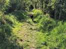 Path to denholm.