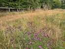 Wild flower meadow
