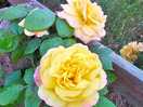 Roses in the garden