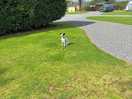 Gravel and grass