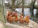 Les poules