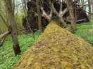 Fallen tree
