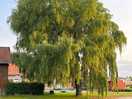 Beautiful willow