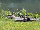 Wildlife