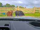 Alpacas