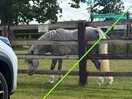 One of the horses grazing nearby