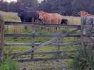 Moo