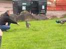Feeding the peacocks
