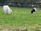 Onsite horses