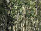 Hiking trails