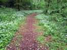 Forest walk on site