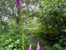 Foxgloves