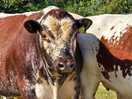 Lovely bull