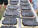 Petit concours de mise en place de moules