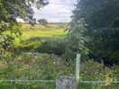 Lovely walk with the dog on the track near the old church