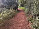 Forest path