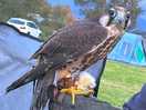 Everyone loved meeting the bird and hearing about it