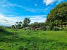 Friendly horses