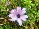 Gorgeous flowers
