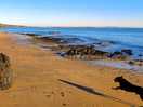 Baginton beech 2km from the norman view
