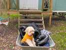 Woodpecker shepherds hut wheelbarrow available to transport camping items from car to hut.