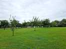De appelboomgaard