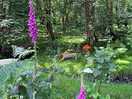 Beautiful woods