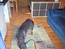 Even our greyhound paddy enjoyed his stay x