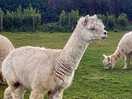 Alpacas on site