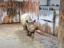In folly farm
