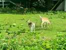 Loved looking at the deer everyday next to the entrance.