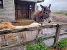 Donkey