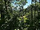 Woodland walk