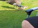 Local wildlife