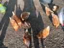 Rescued chickens
