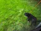 Owners dog came down when the fry up went on