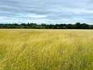 The field