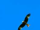 Red kite