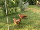 The girls! roaming free , matt and kim’s rescue hens give excellent eggs