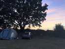 Sunset behind the oak tree.