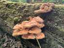 Chicken of the woods 🍄😋