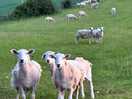🐑
