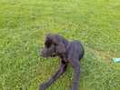 Unser hund hatte viel platz zum spielen