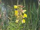 Evening primrose