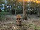 Pretty woods in the evening