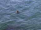 Inquisitive seals