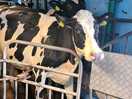 Cows being milked.