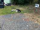 He ended up laying on next doors grass because he couldn’t cope anymore laying on the gravel