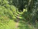 I wonder where this path goes