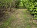 Gdog walking area
